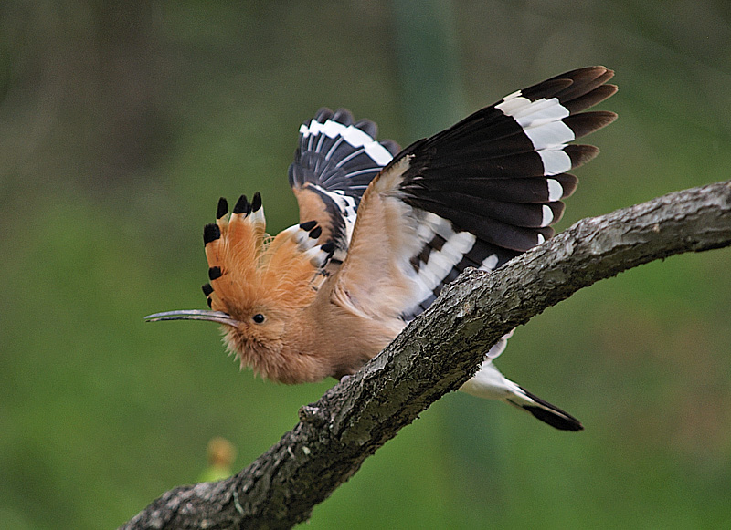 Oasi naturalistica del Carmine